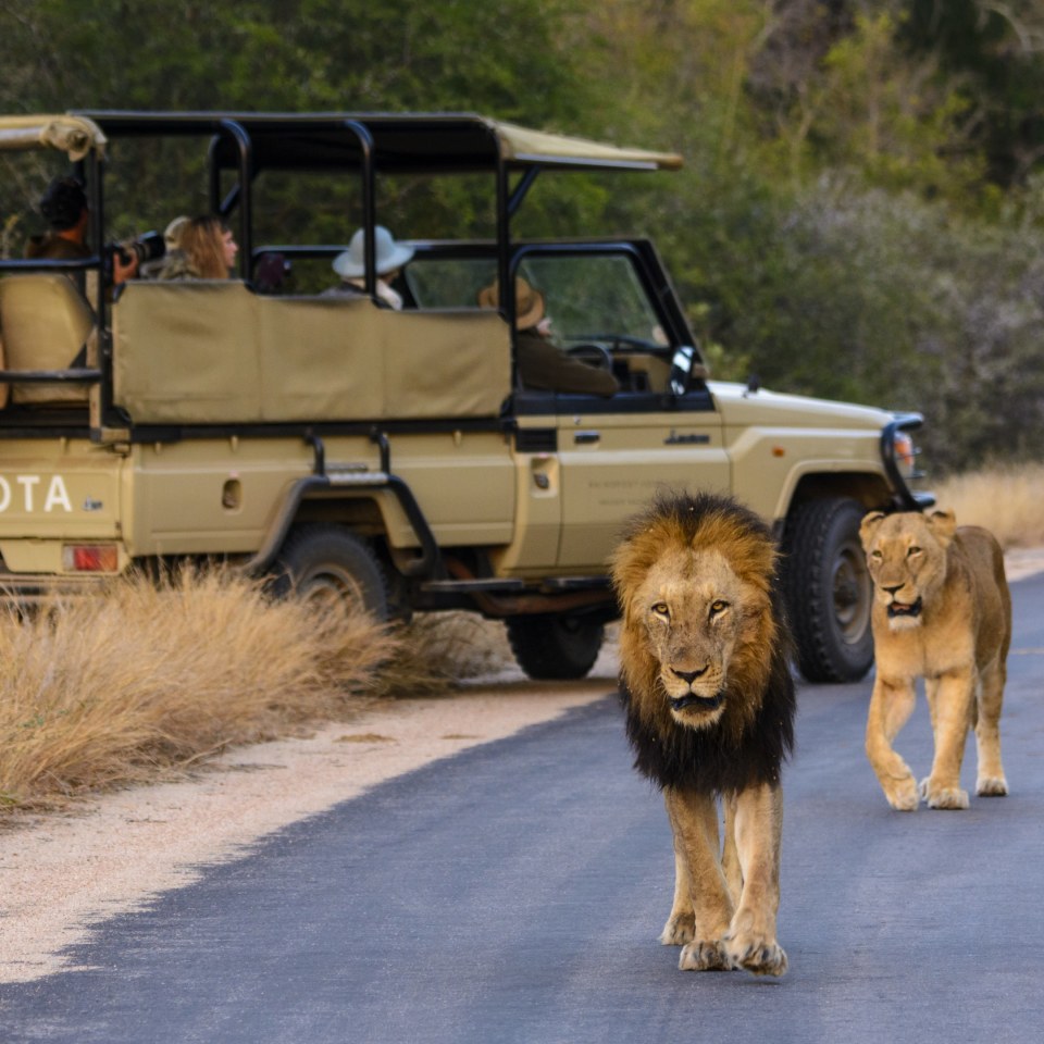 Safariabenteuer im Nordosten Südafrikas